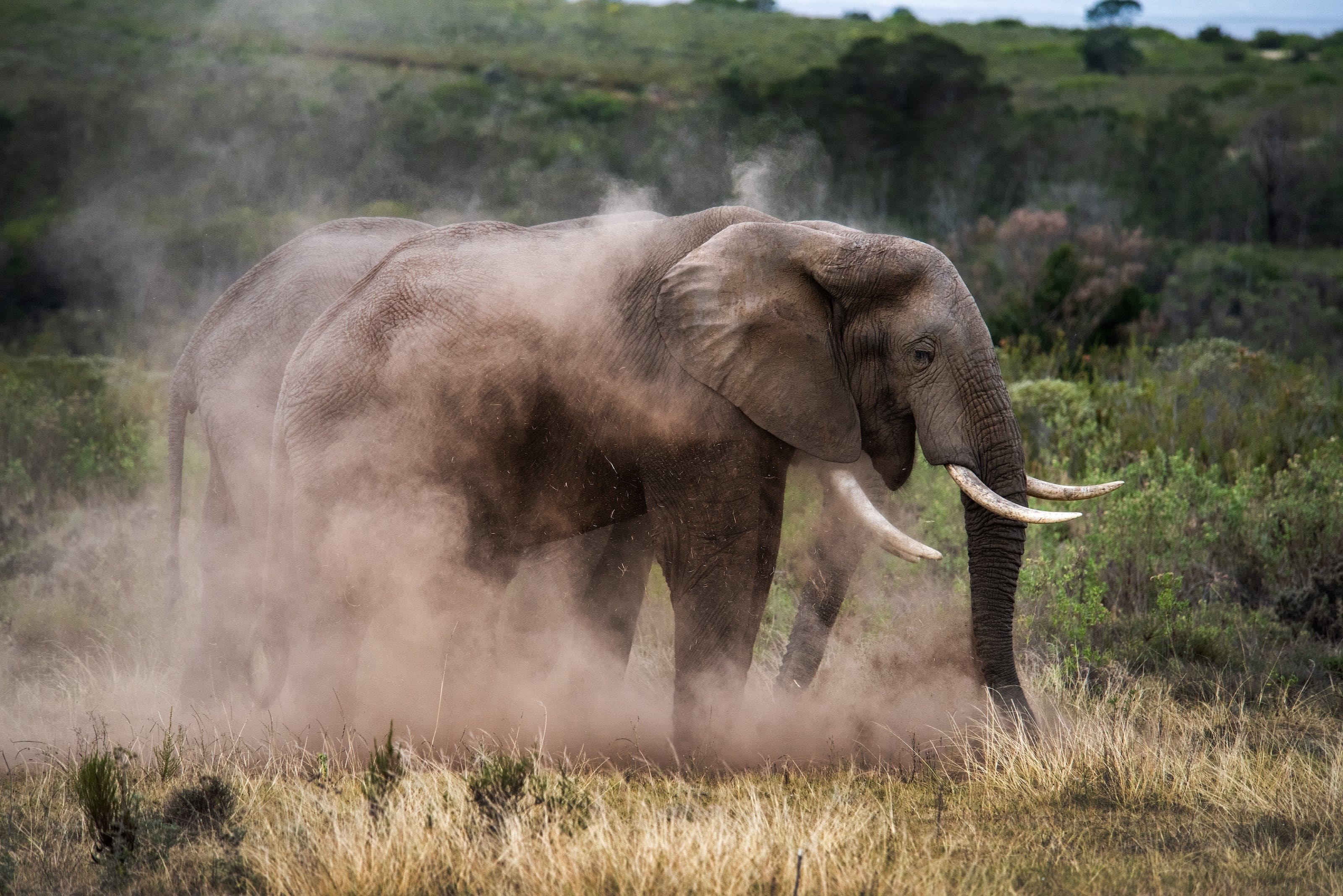 Southern Cape elephants — photograph by Raquel de Castro Maia
