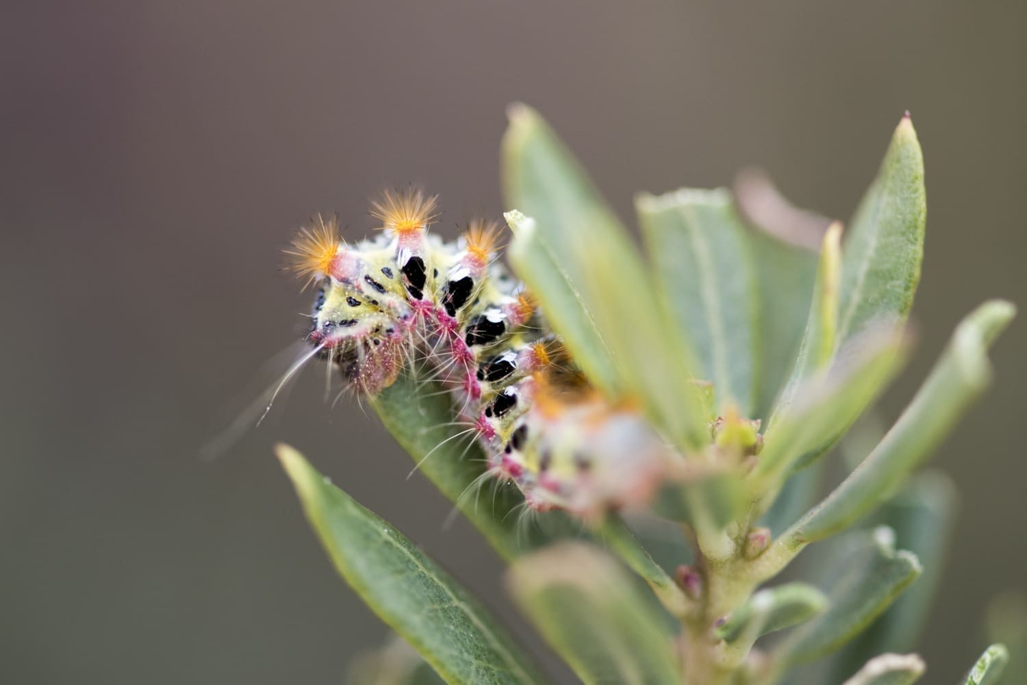 Caterpillar on fynbos - Photograph by Raquel de Castro Maia