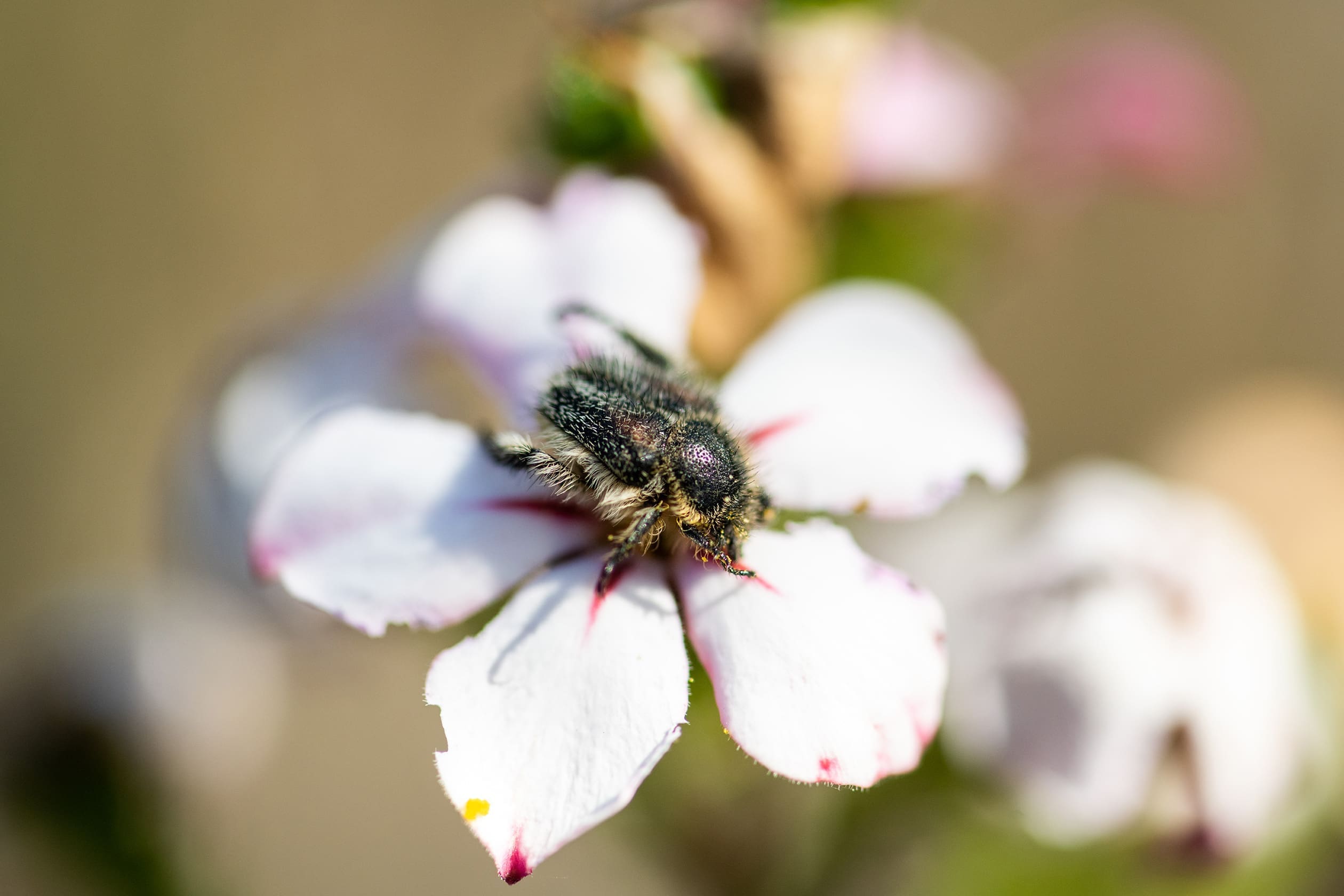 Monkey beetle - Photograph by Raquel de Castro Maia