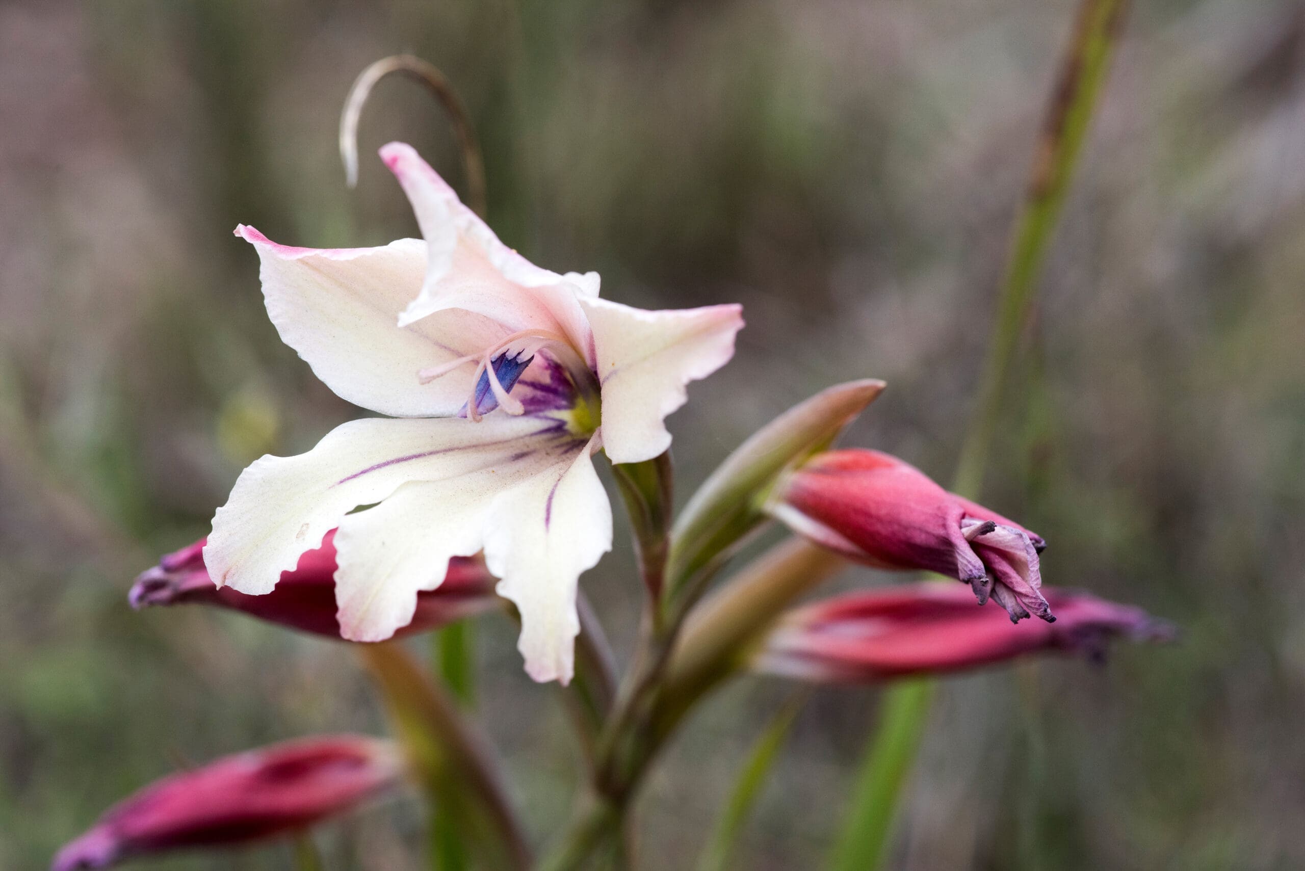 Gladiolus floribundus, Common Swordlily - Photograph by Raquel de Castro Maia