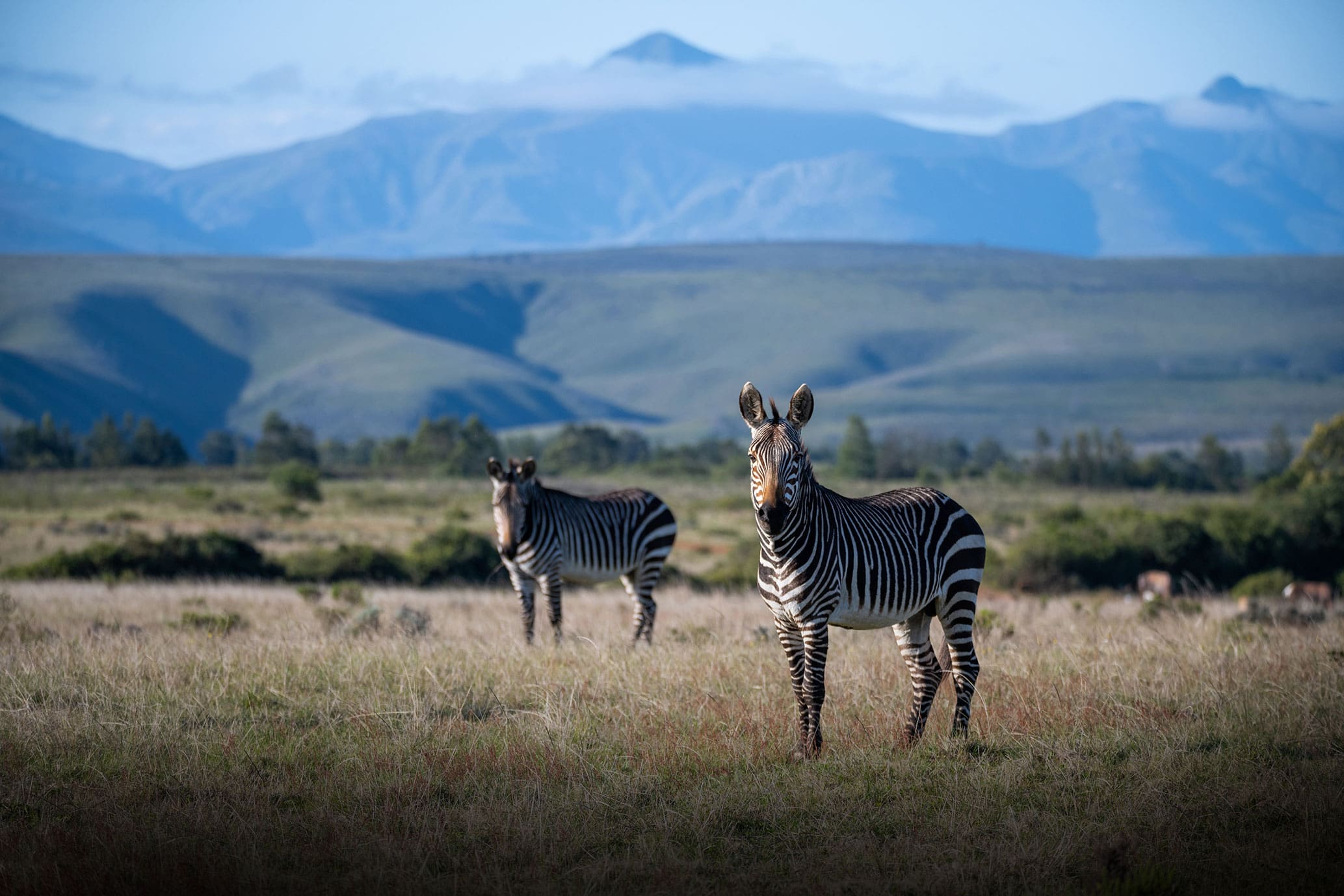 Cape Mountain Zebra - Photograph by Raquel de Castro Maia