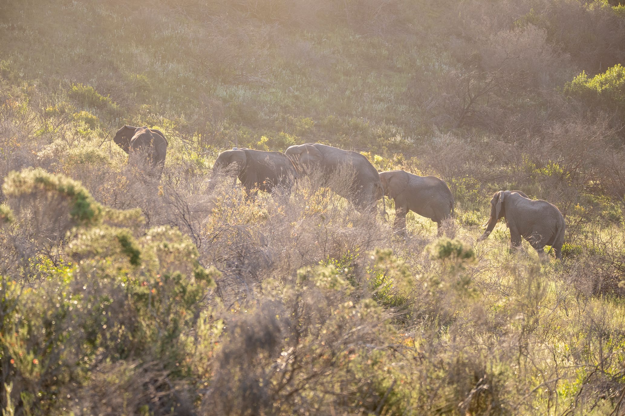 Elephants on a mountain slope at sunset - Photograph by Raquel de Castro Maia