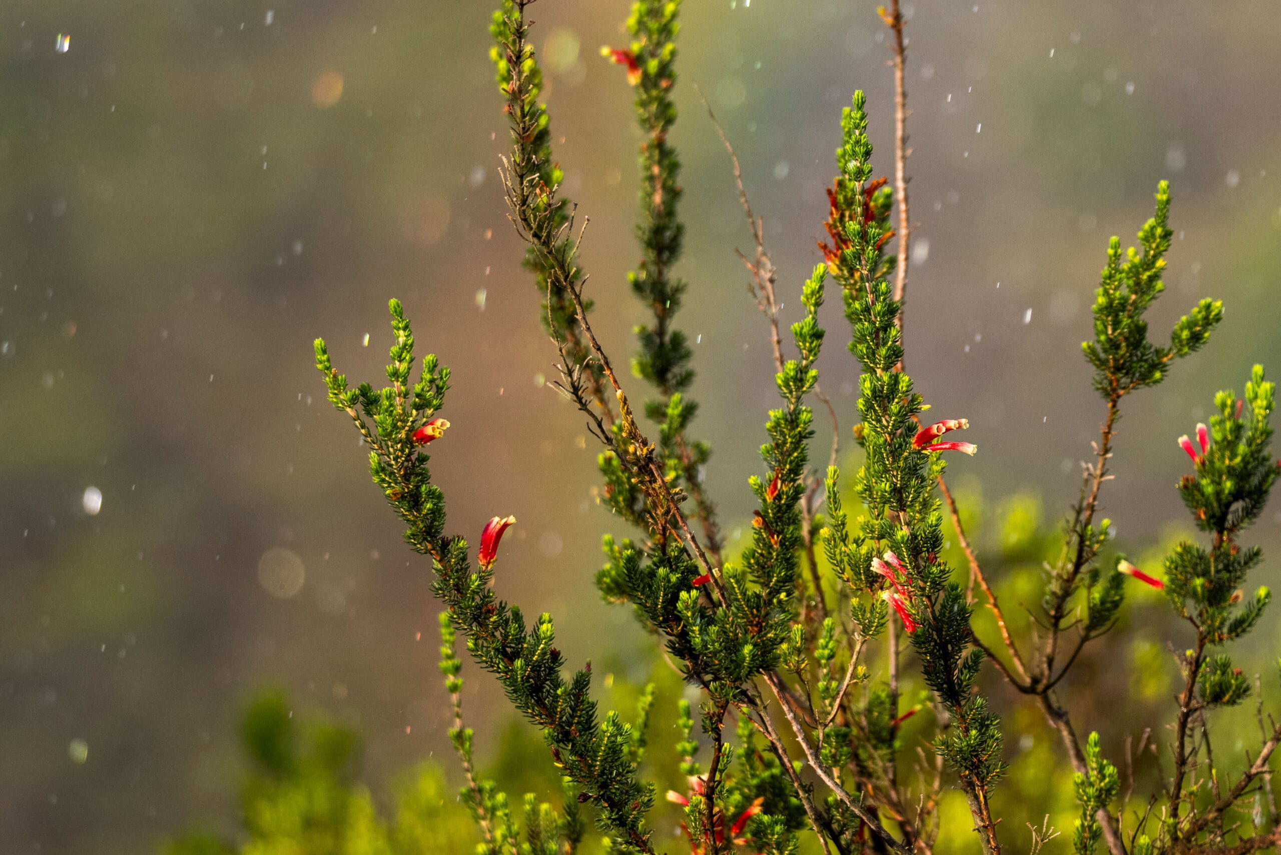 Ericas in the rain - Photograph by Raquel de Castro Maia